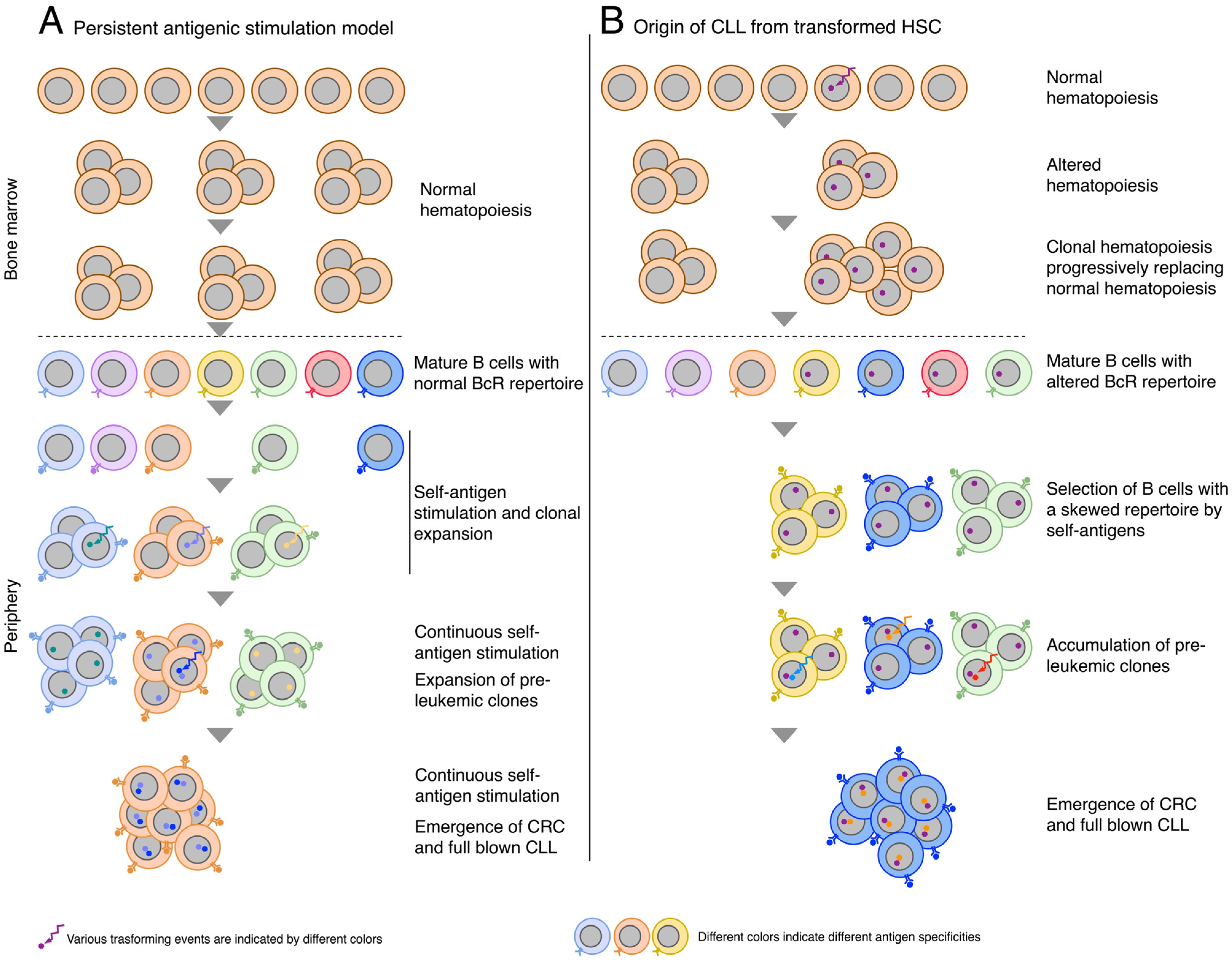 Lymphatics 02 00012 g001