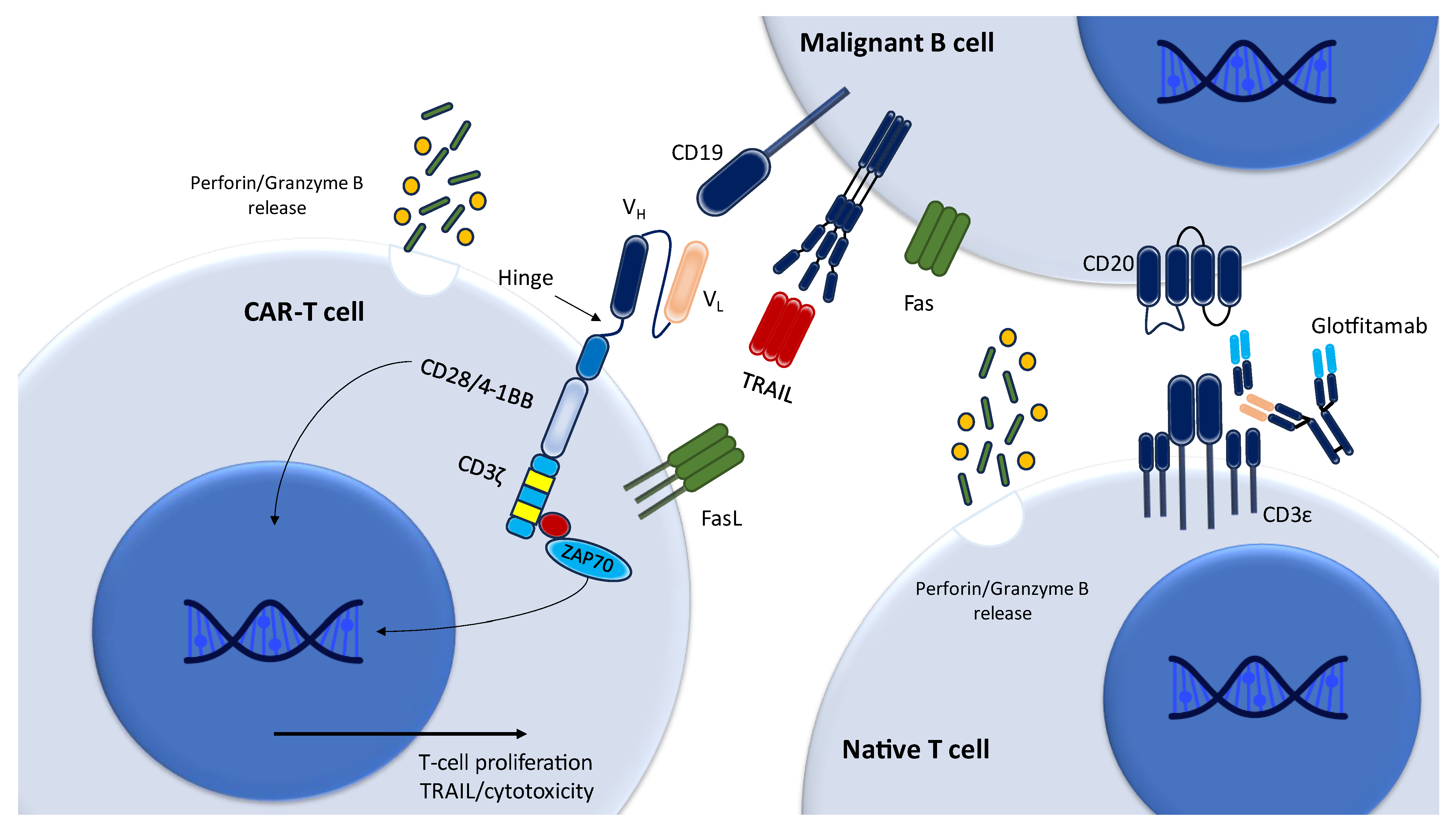 Lymphatics 02 00019 g001