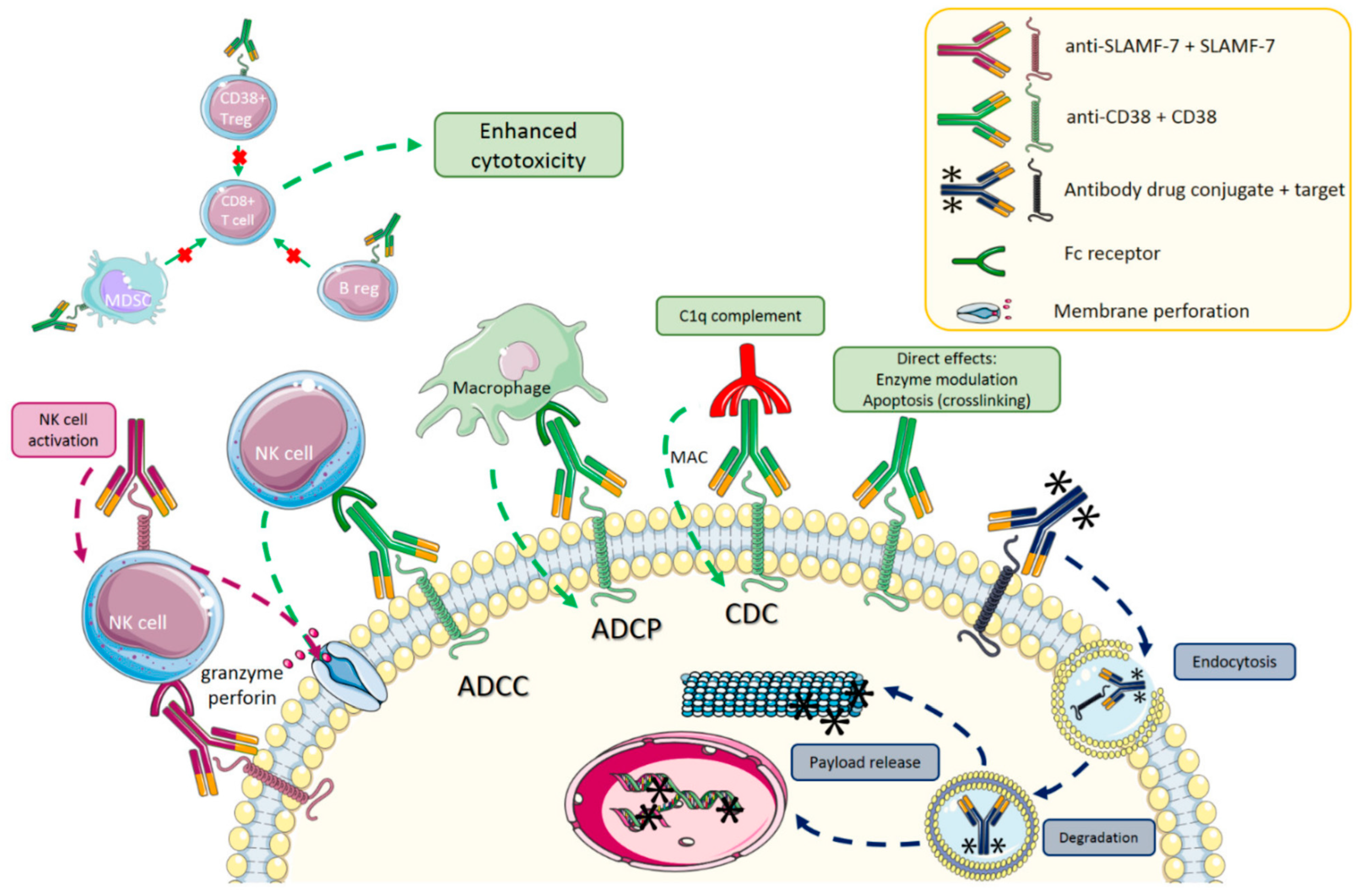 Lymphatics 03 00002 g003