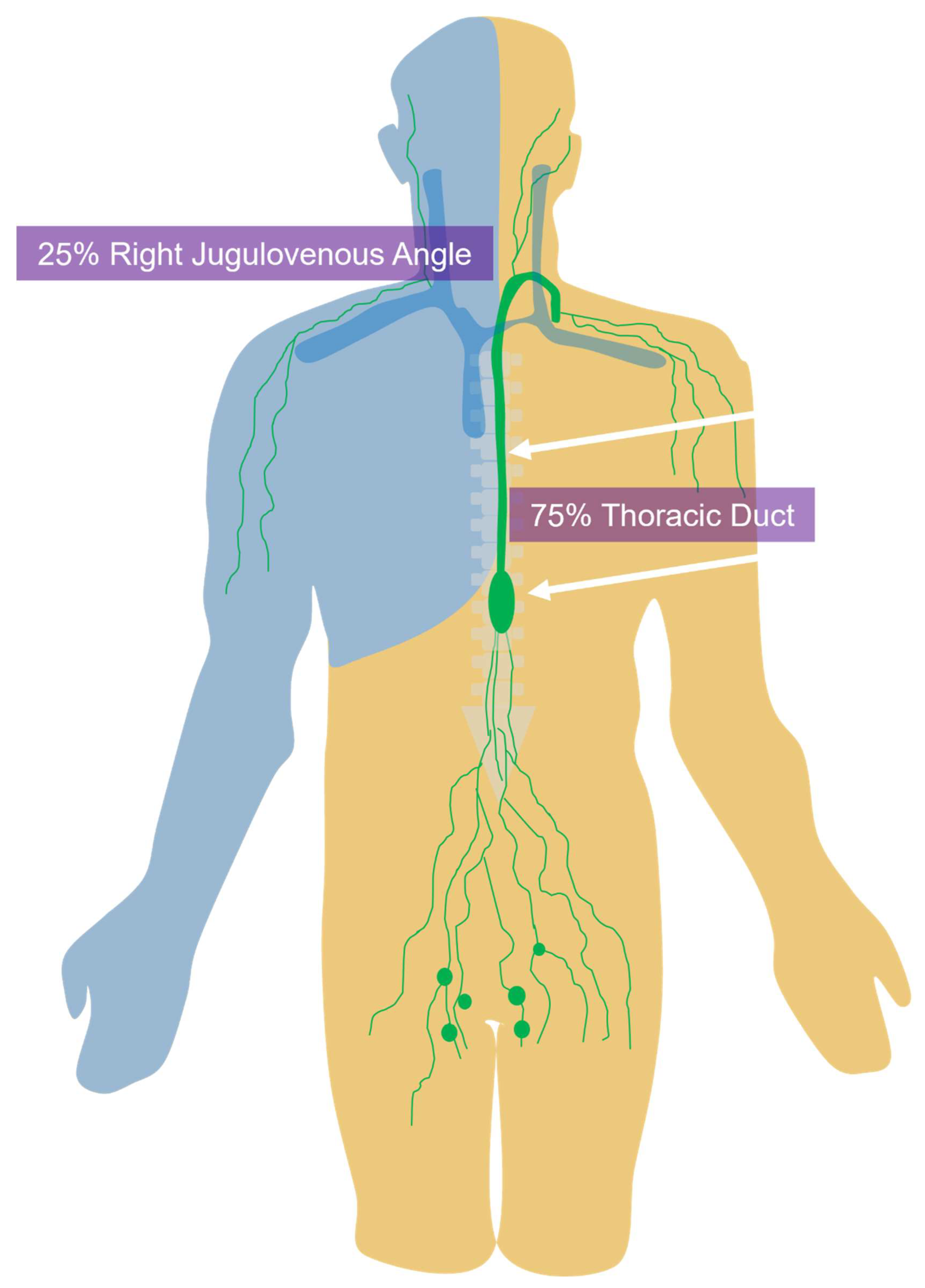Lymphatics 03 00008 g001