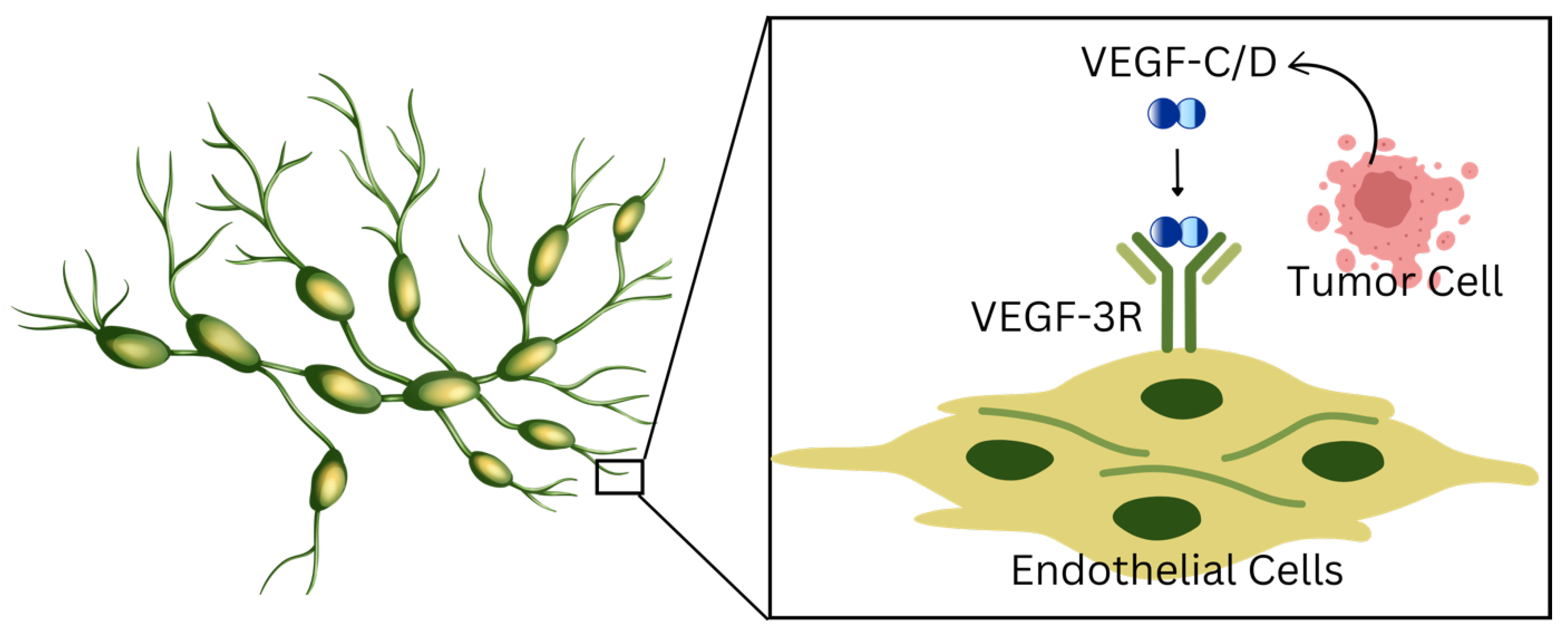 Lymphatics 03 00012 g001
