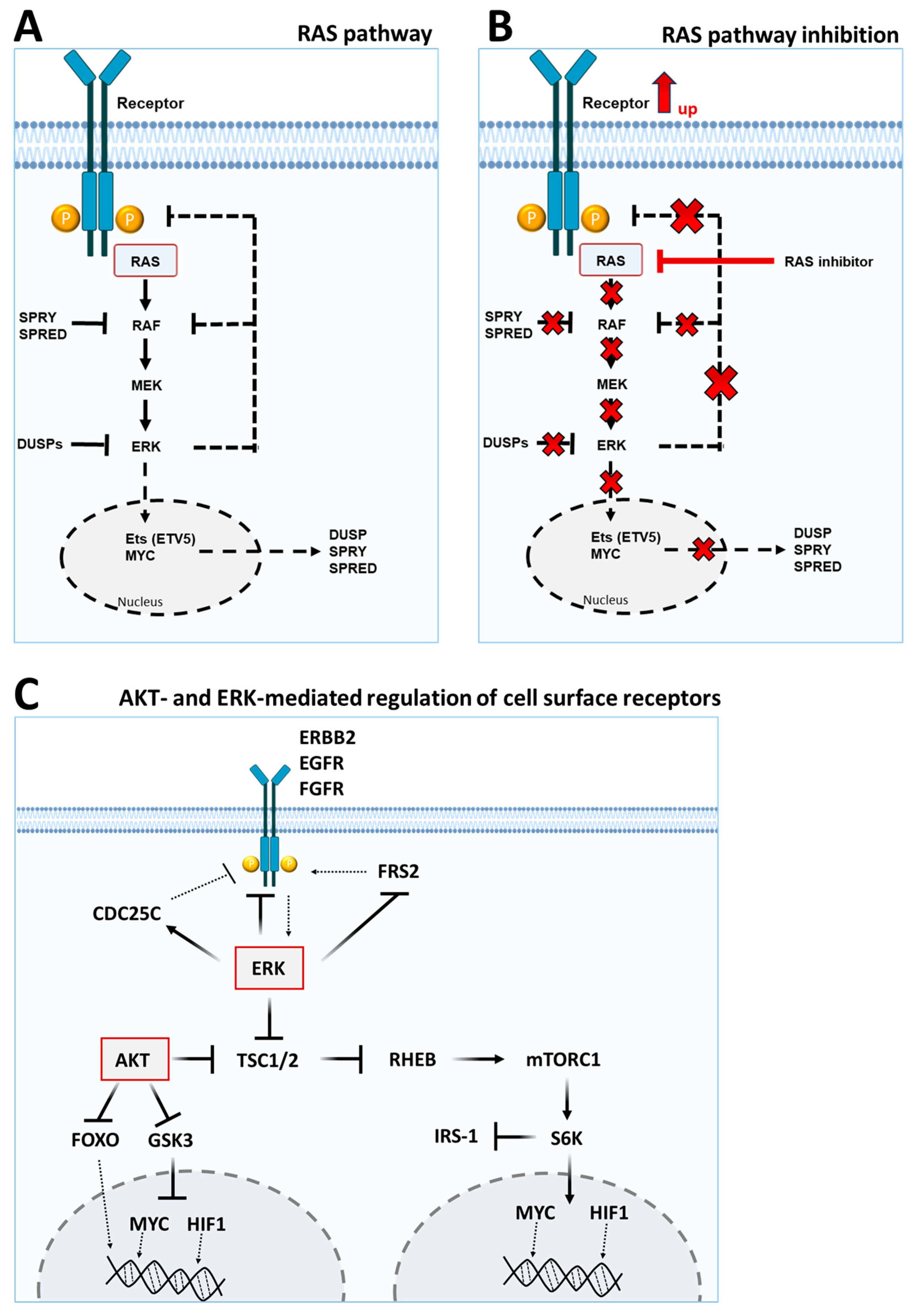 Lymphatics 03 00033 g002 Lymphatics 03 00033 g002