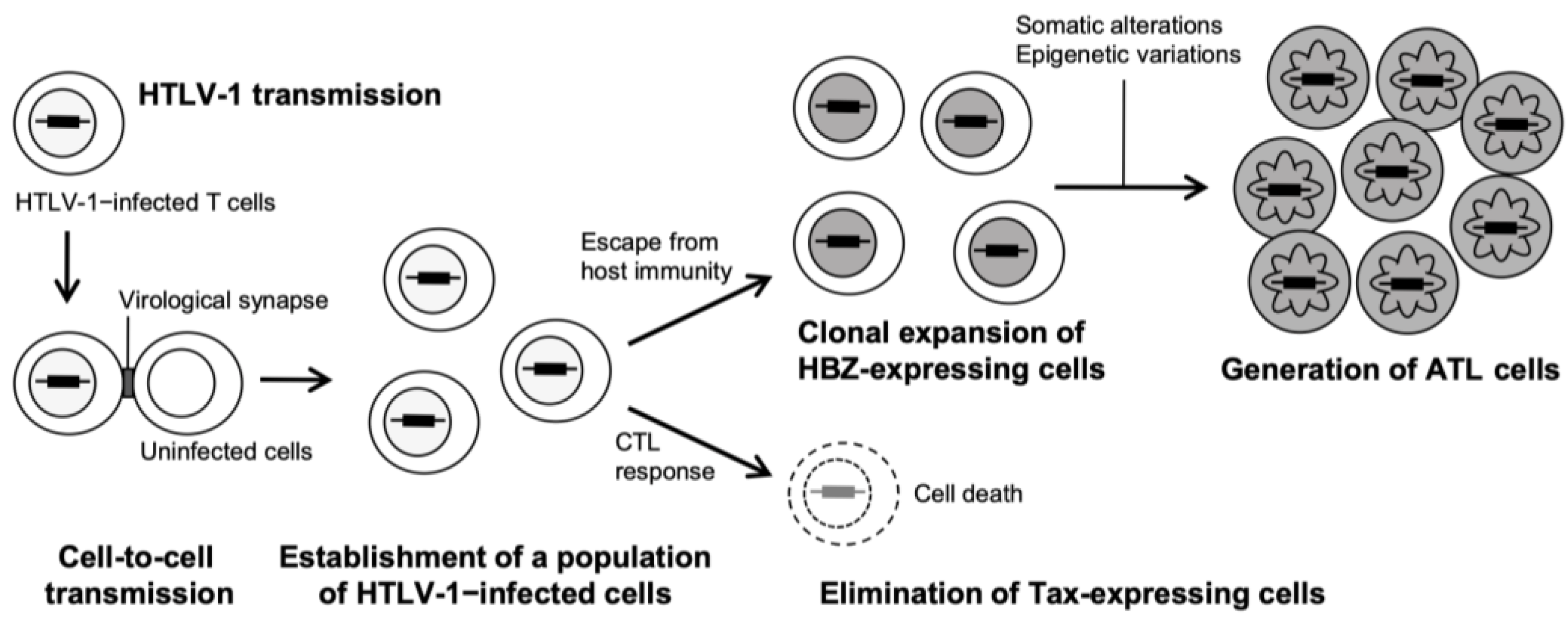 Lymphatics 03 00038 g001 Lymphatics 03 00038 g001
