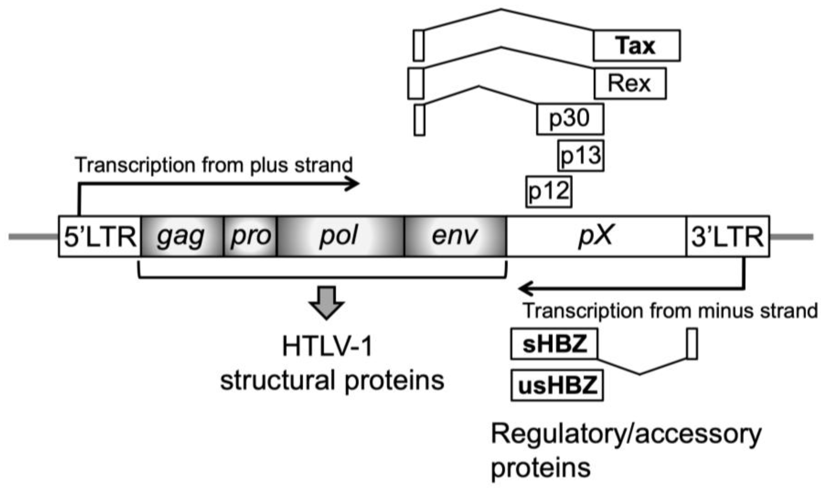 Lymphatics 03 00038 g002 Lymphatics 03 00038 g002