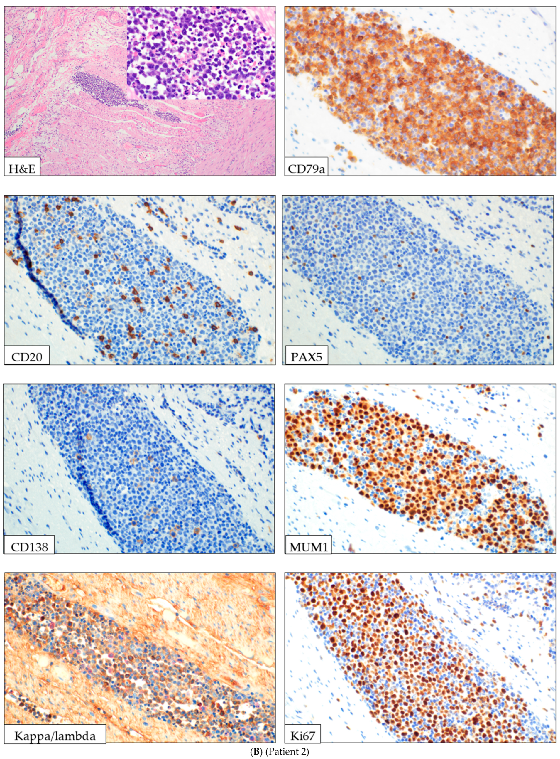 Lymphatics 03 00040 g001b