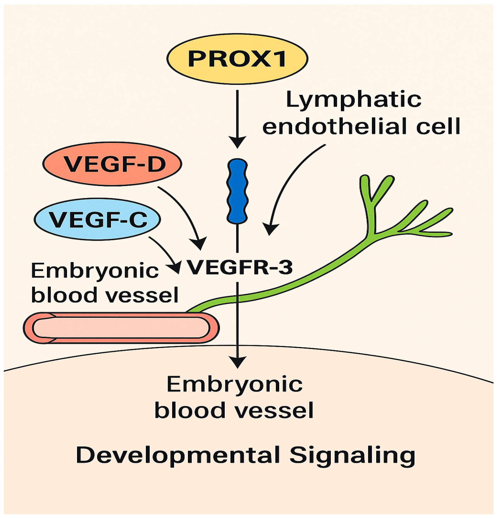 Lymphatics 03 00043 g001