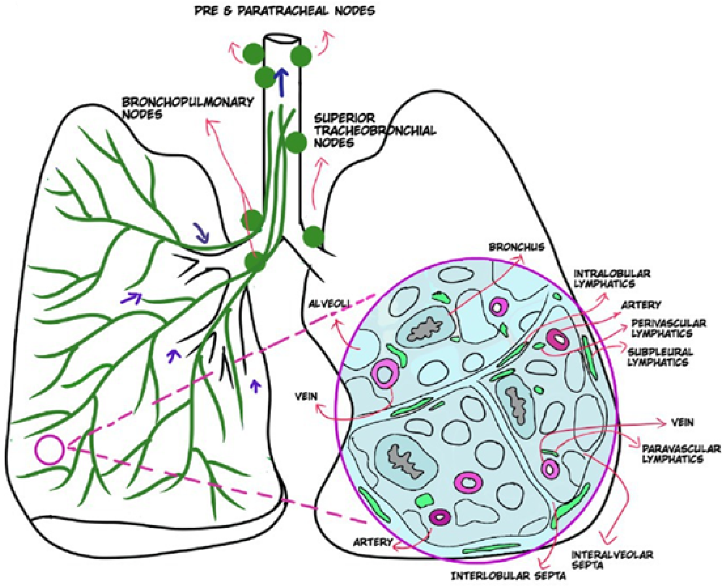 Lymphatics 03 00043 g002