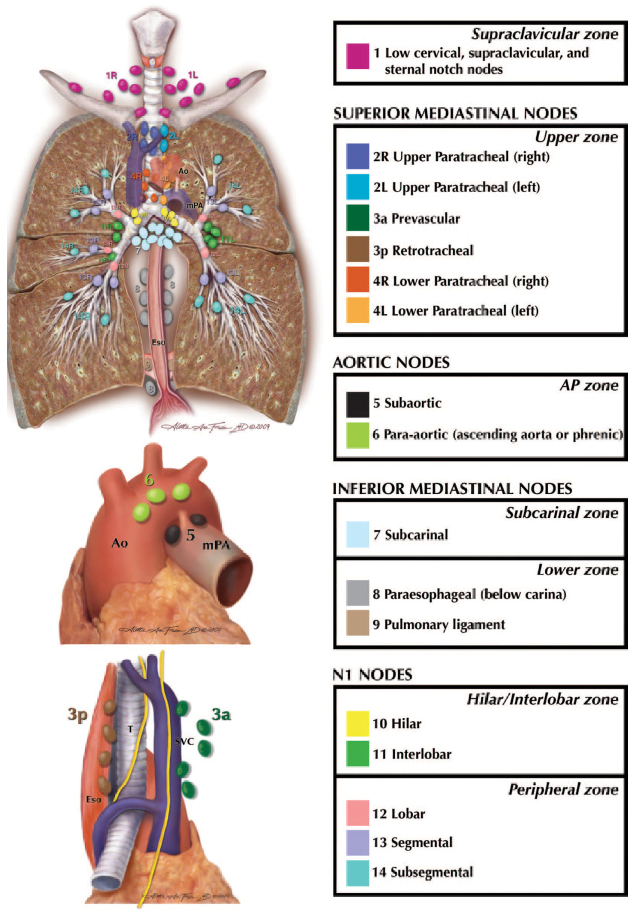 Lymphatics 03 00043 g003