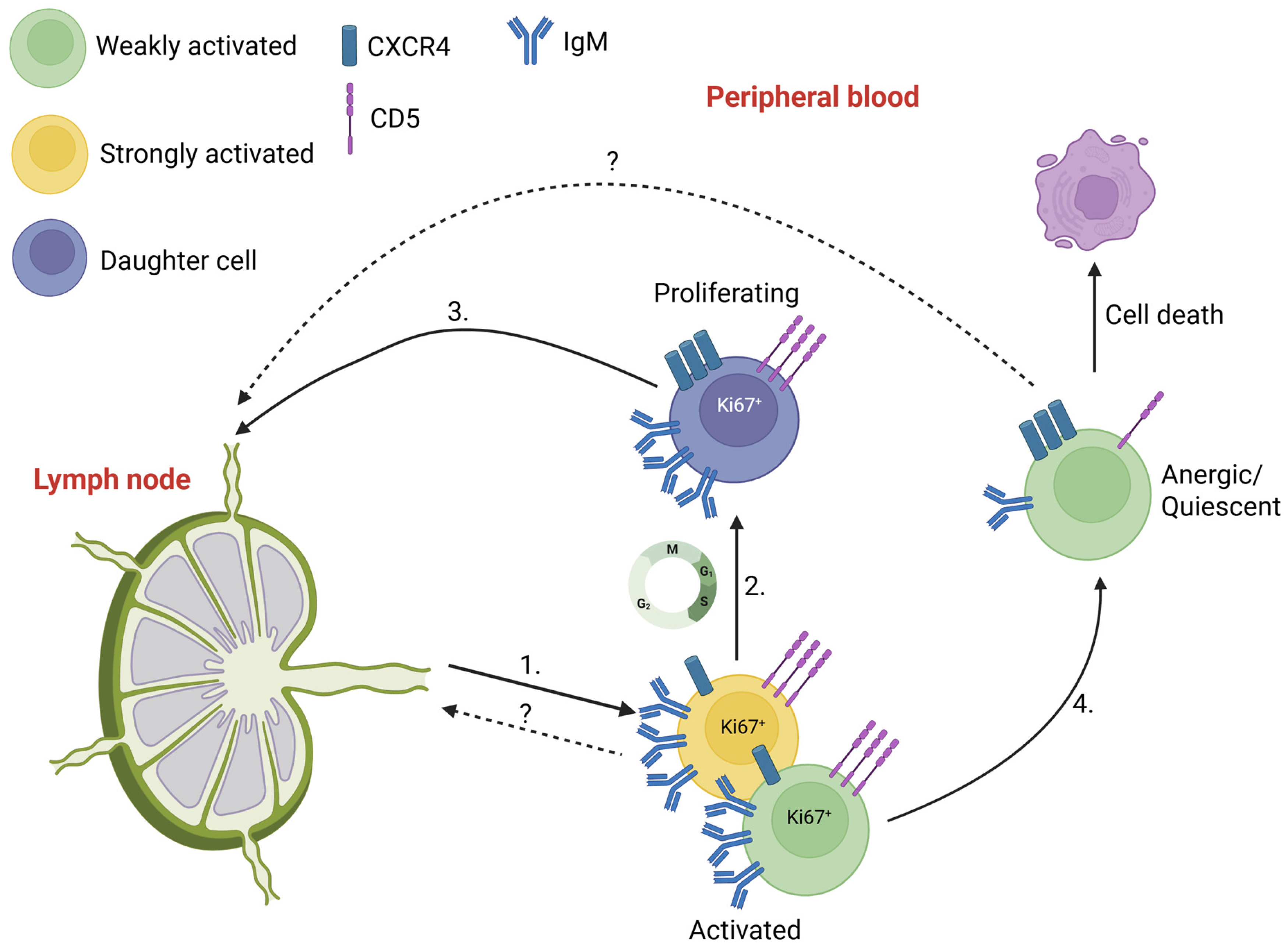 Lymphatics 03 00047 g001