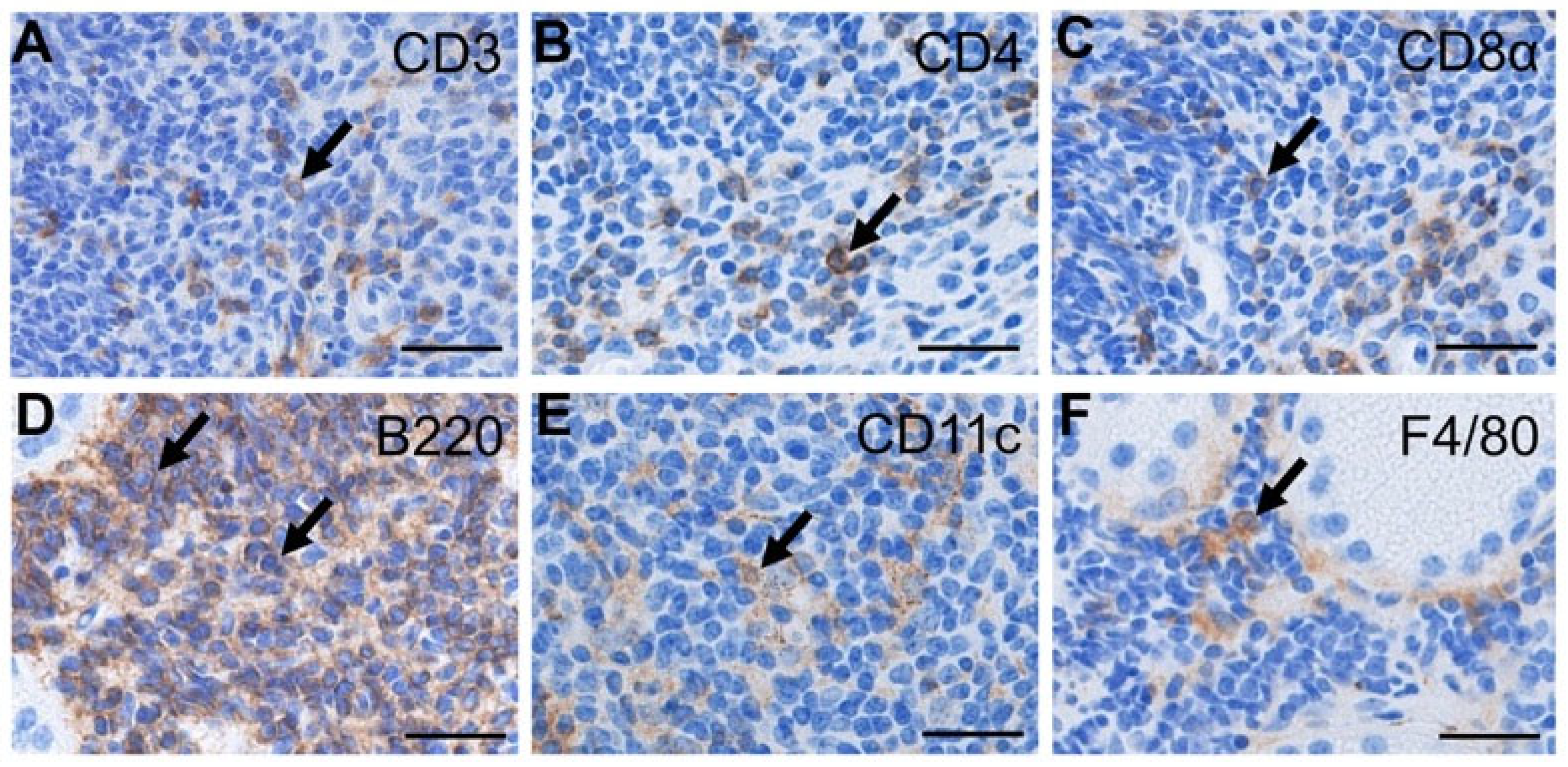 Lymphatics 03 00048 g004 Lymphatics 03 00048 g004