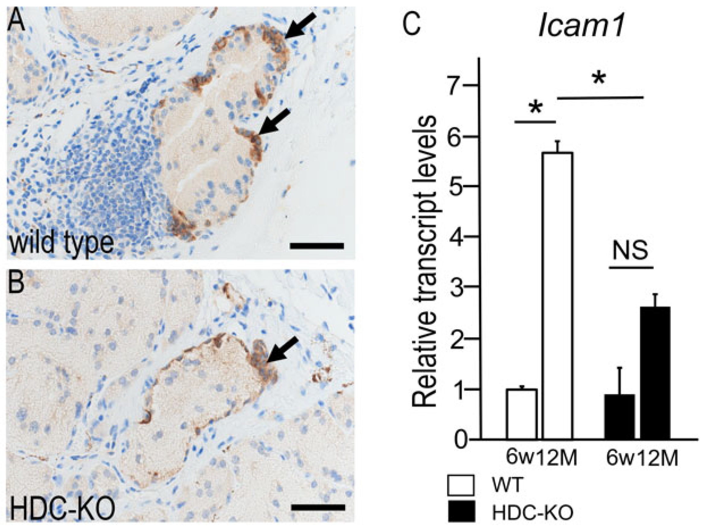 Lymphatics 03 00048 g006 Lymphatics 03 00048 g006