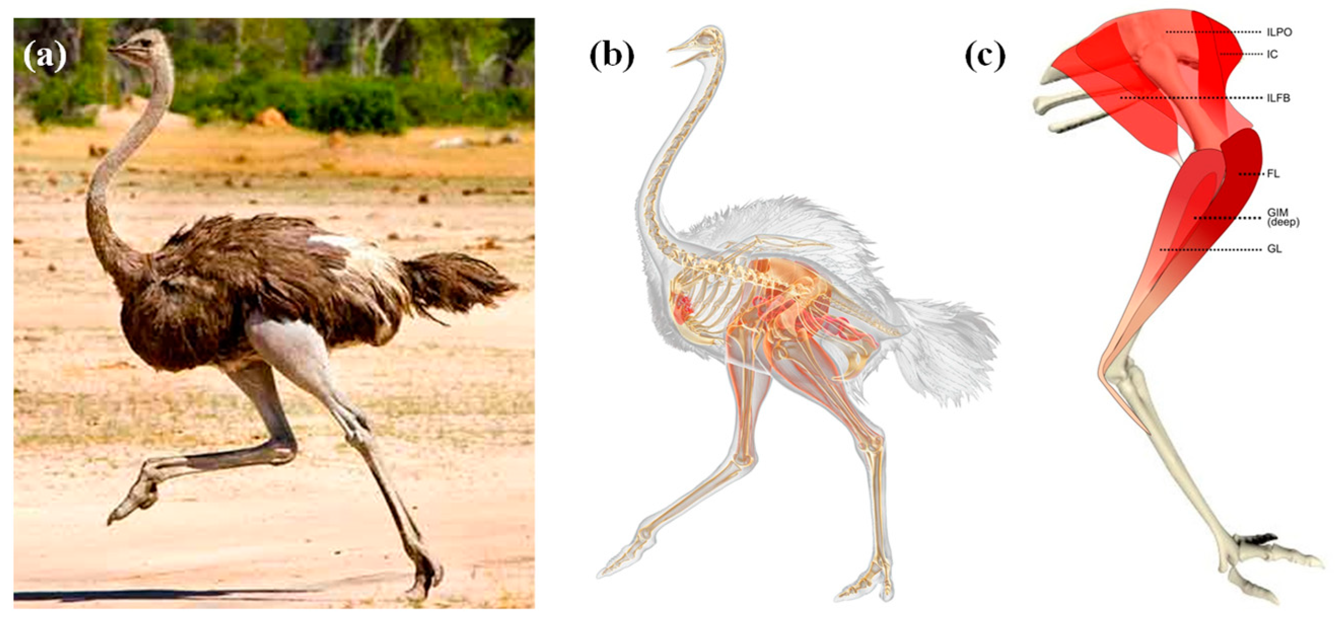 Ostrich ankle clearance