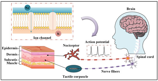Inspired Artificial Receptor with Integrated Tactile Sensing and ... Biology Diagrams