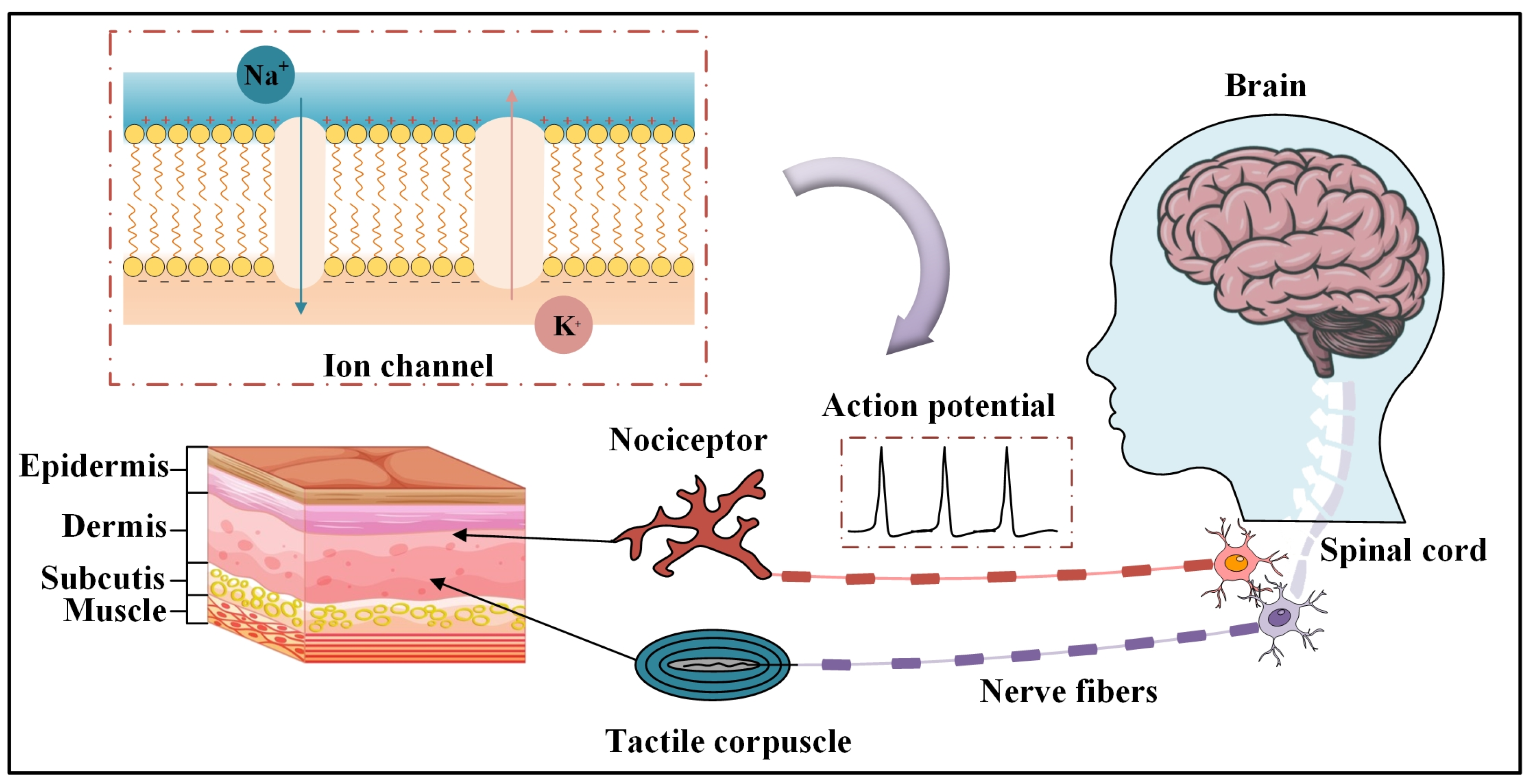 Inspired Artificial Receptor with Integrated Tactile Sensing and ... Biology Diagrams