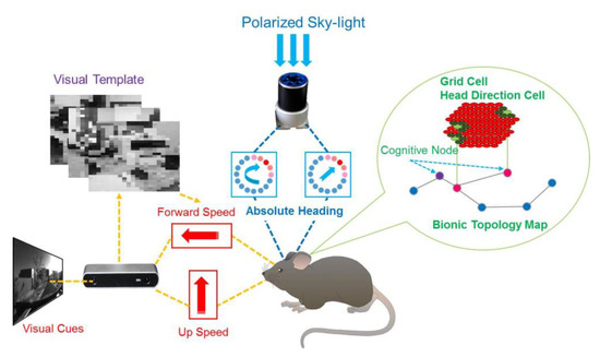 Brain-Inspired Navigation Model Based on the Distribution of Polarized ...