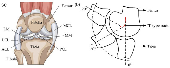 A Study of Knee Exoskeleton Configuration Based on Lower
