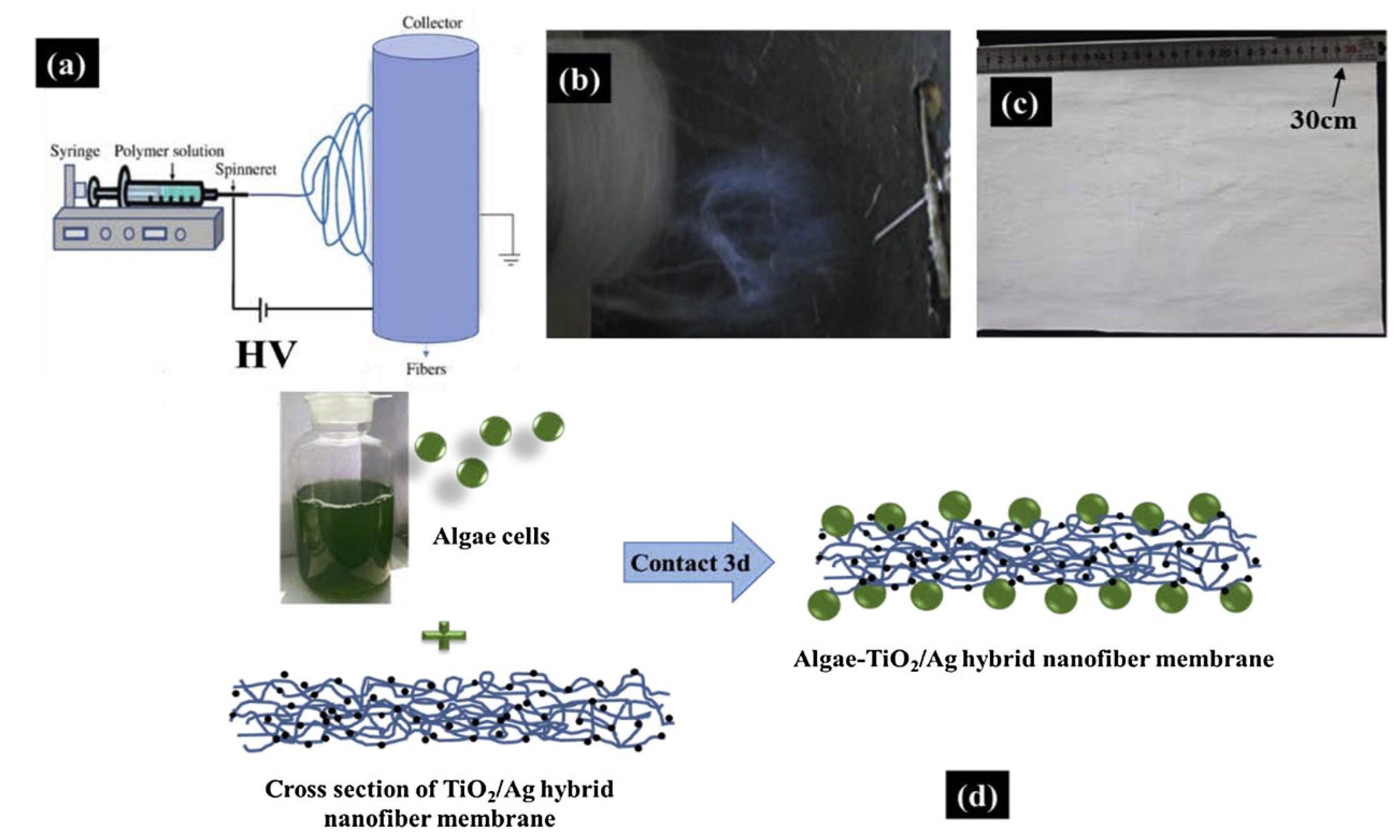 Macromol 01 00015 g002