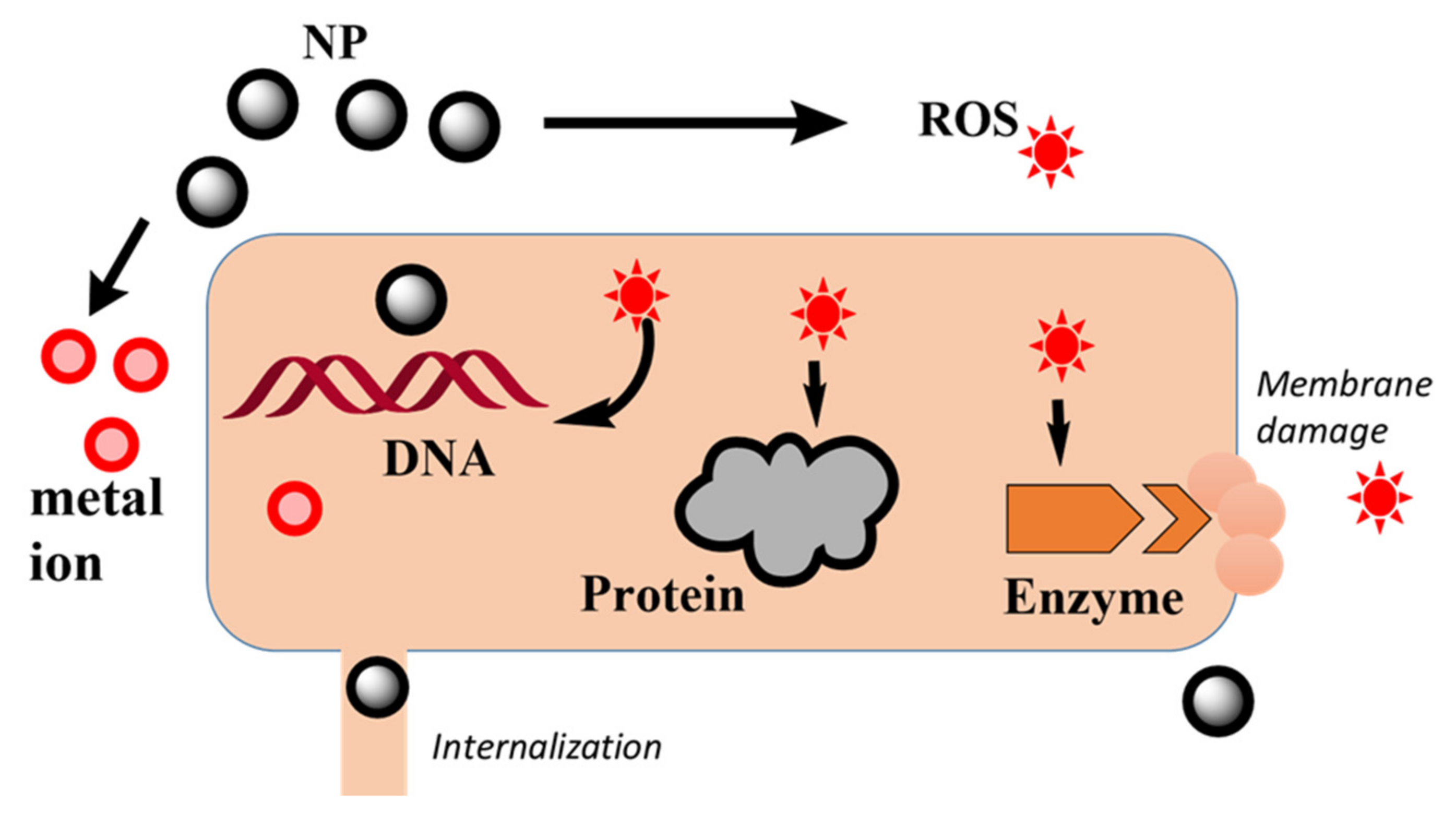 Macromol 02 00005 g007