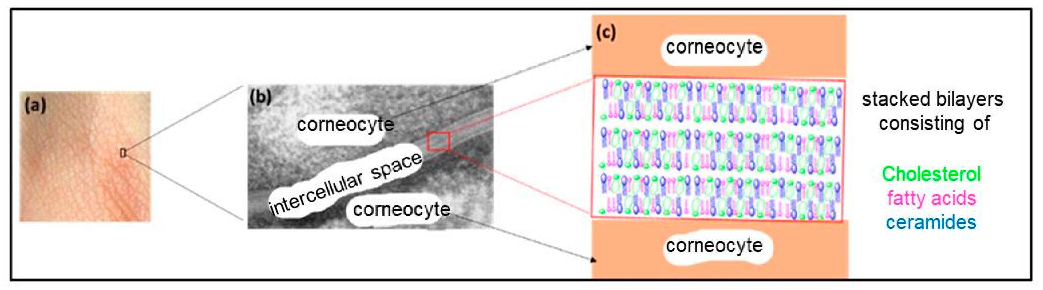 Macromol 03 00022 g013 Macromol 03 00022 g013