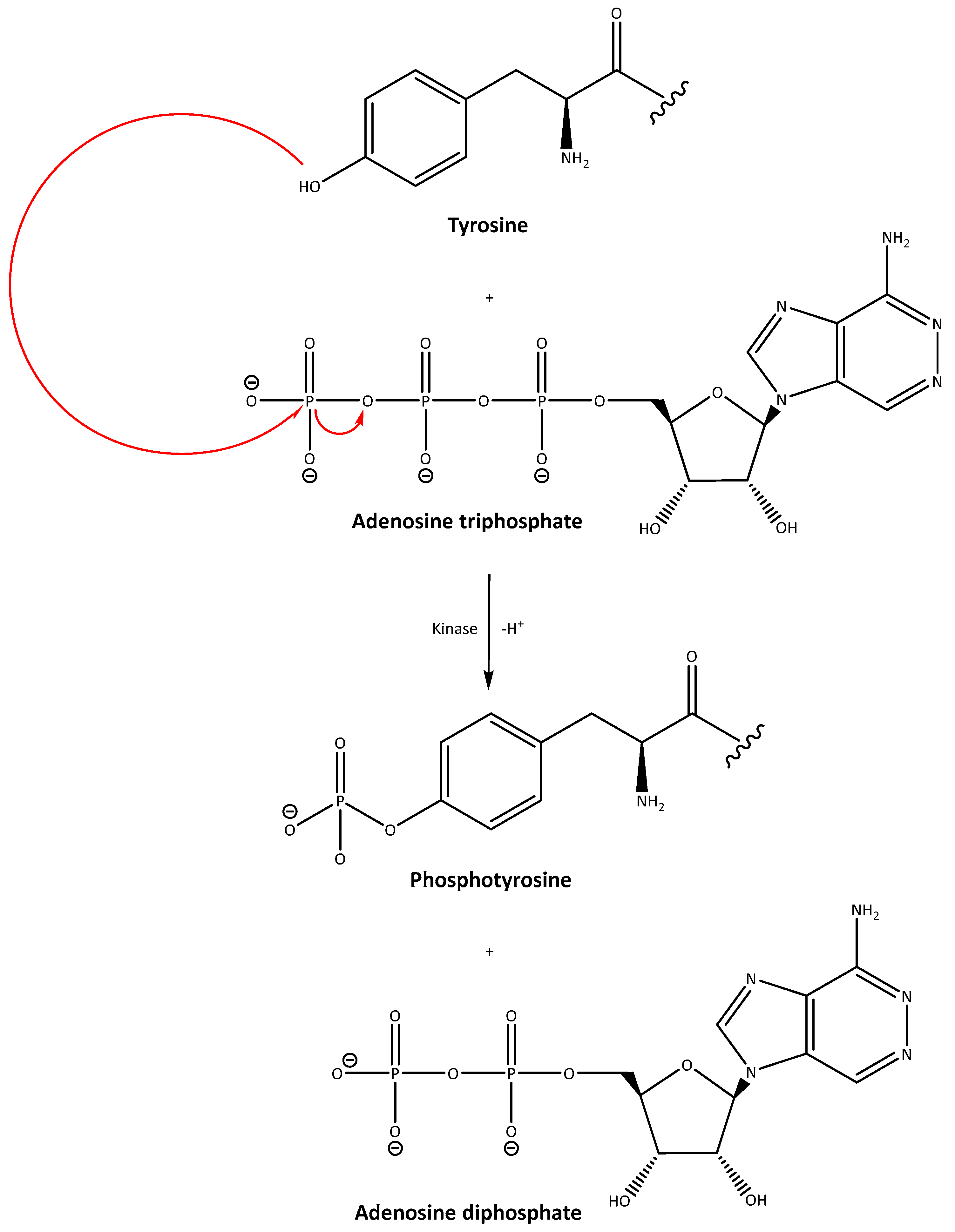 Macromol 04 00002 g006