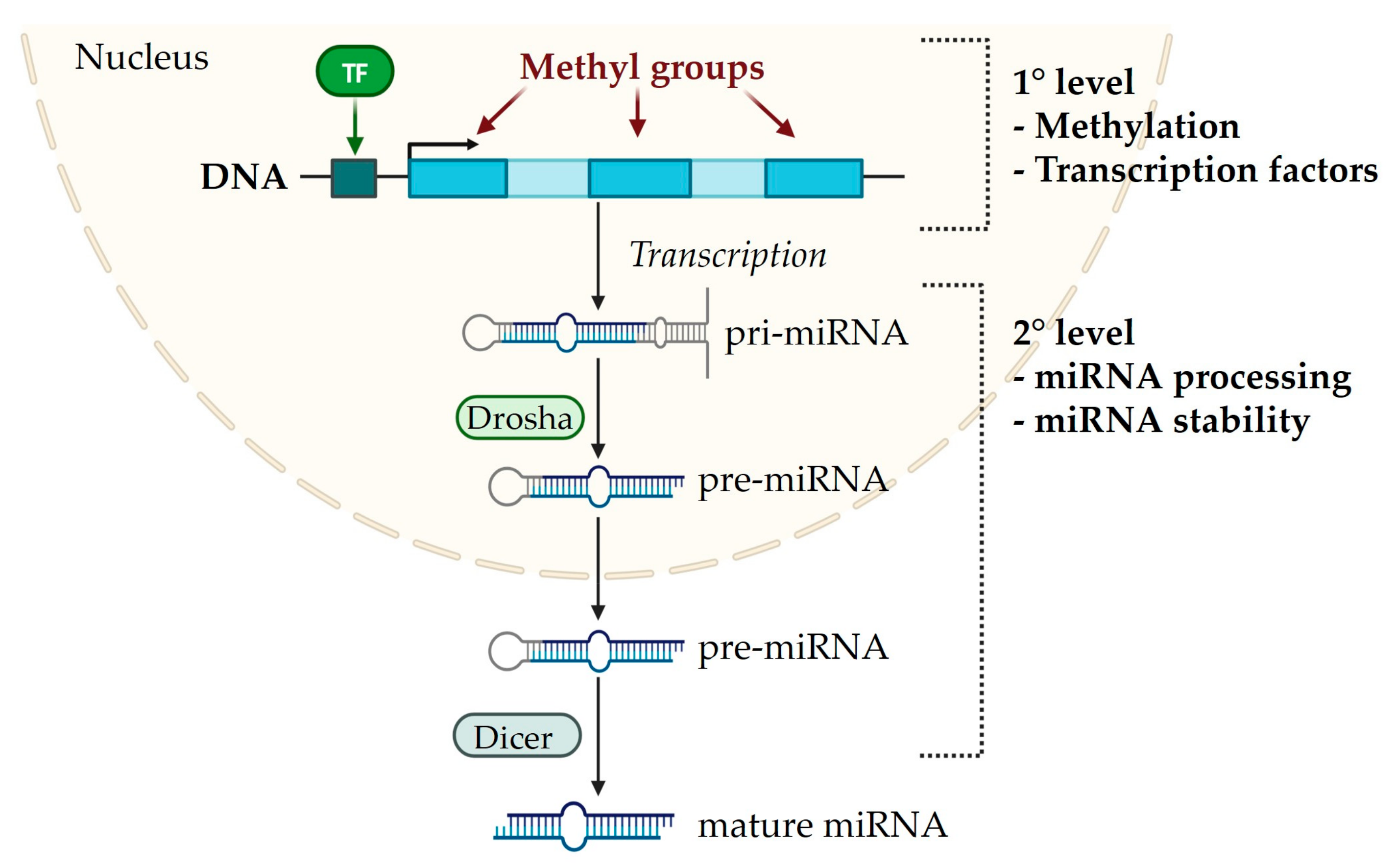 Macromol 04 00009 g002