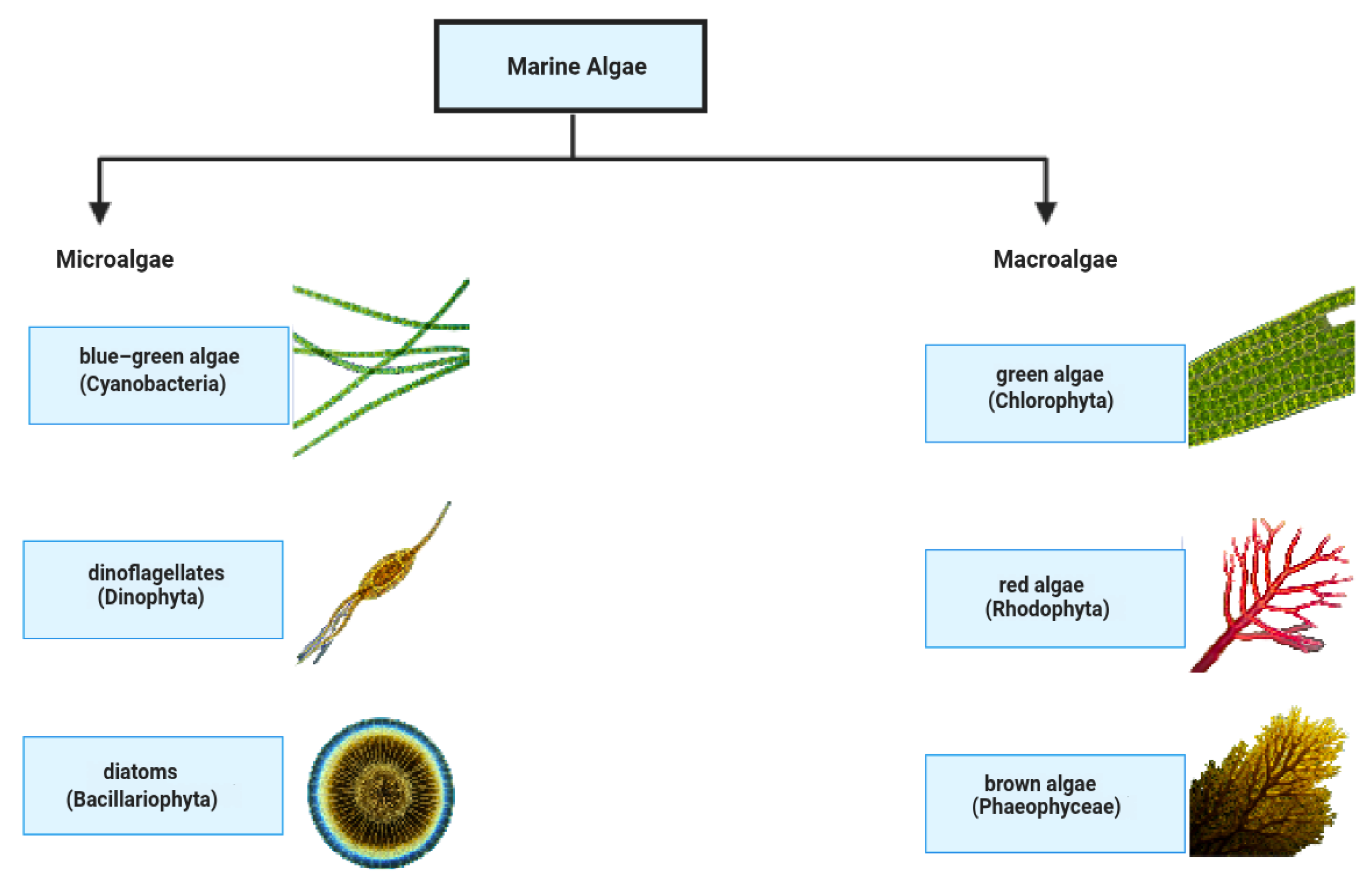 Macromol 05 00011 g002 Macromol 05 00011 g002