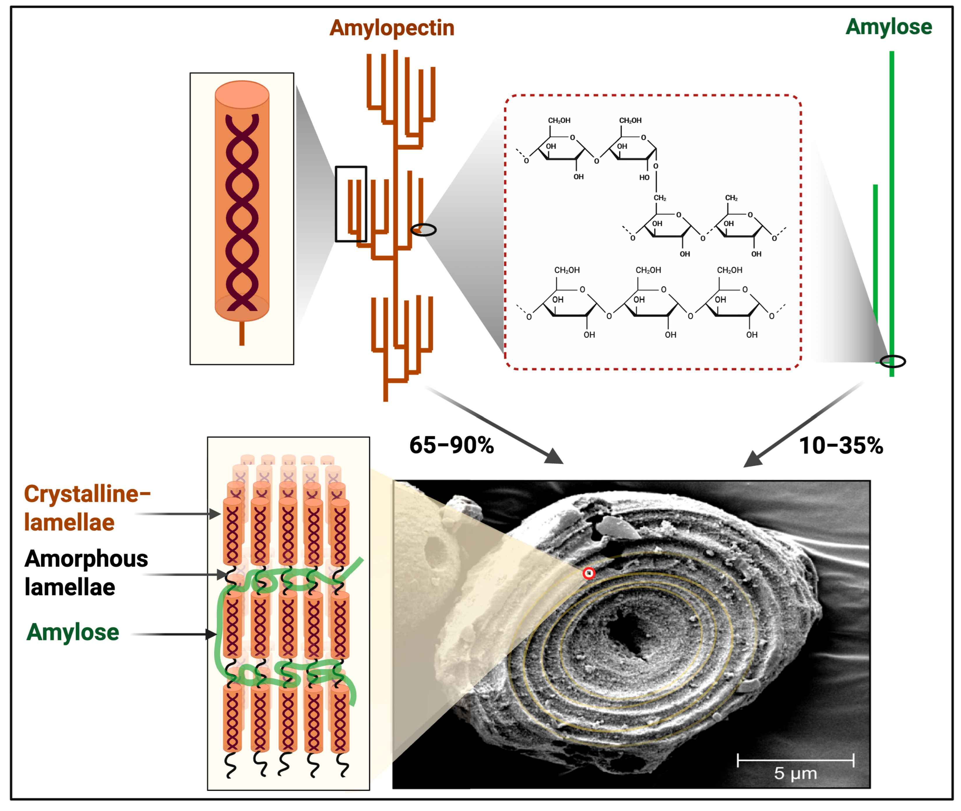 Macromol 05 00040 g002 Macromol 05 00040 g002