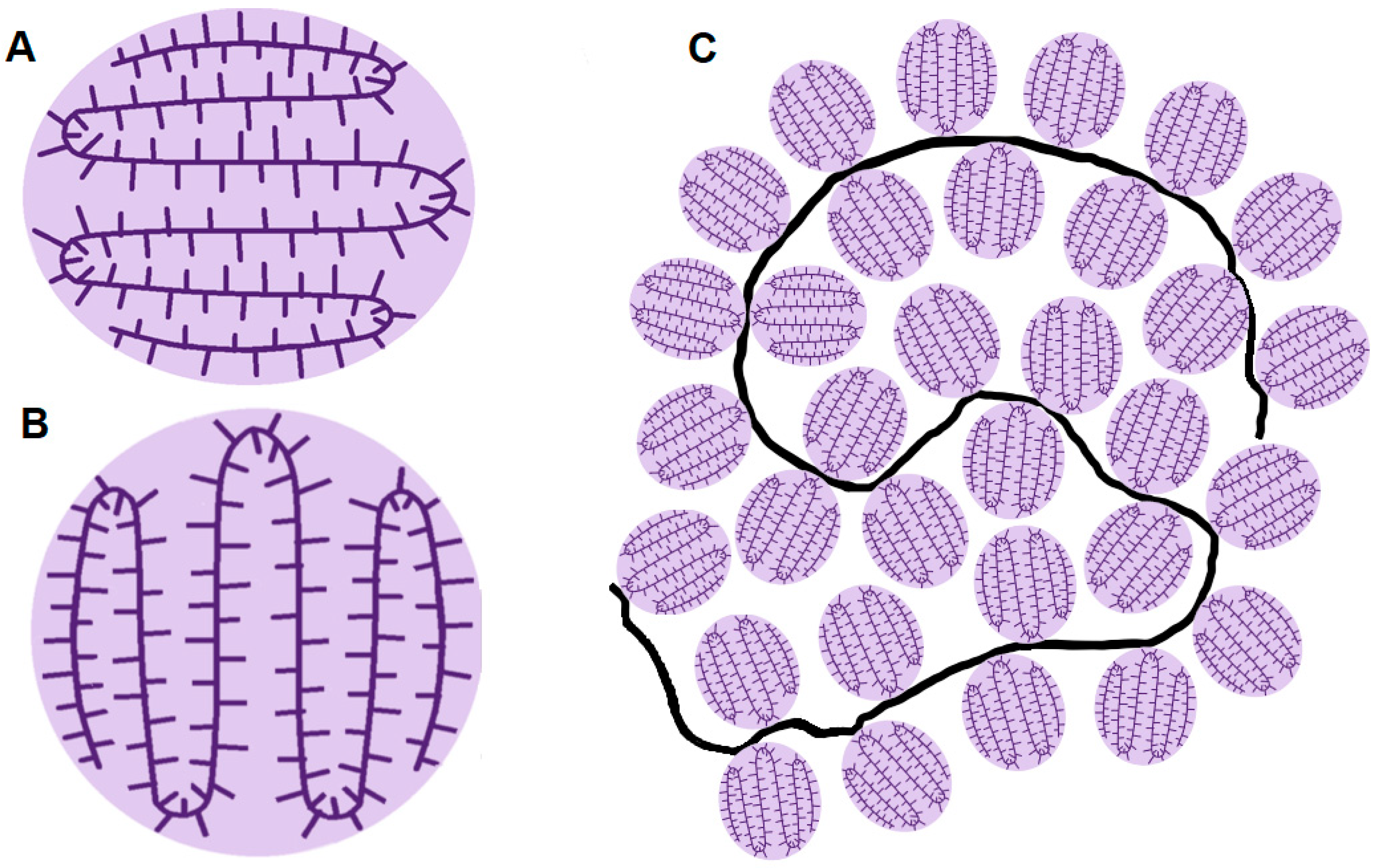 Macromol 05 00049 g007