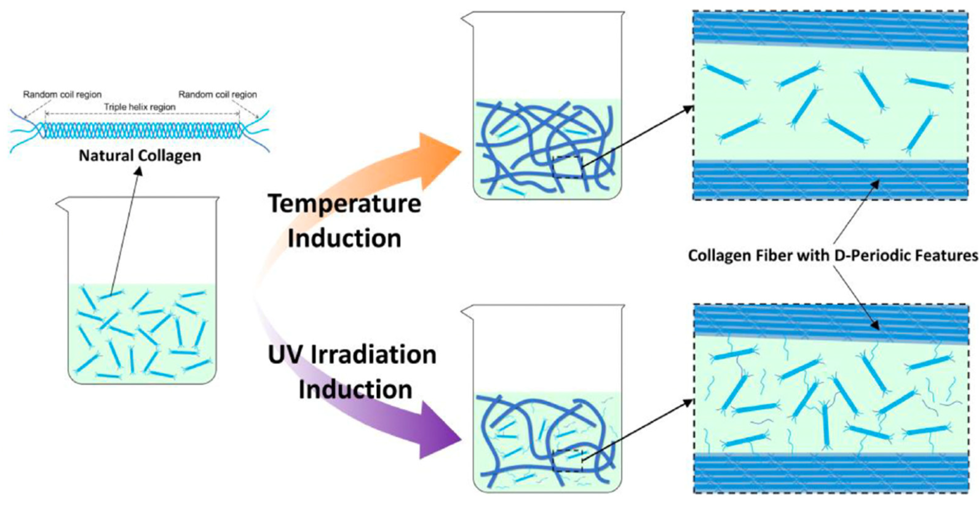 Macromol 05 00055 g006