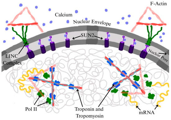 RNA Polymerase II Activity and Nuclear Actin: Possible Roles of