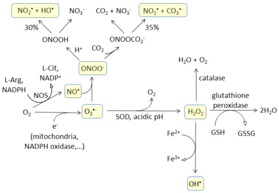 Magnetochemistry Free Full Text Molecular Probes For Evaluation Of Oxidative Stress By In Vivo Epr Spectroscopy And Imaging State Of The Art And Limitations
