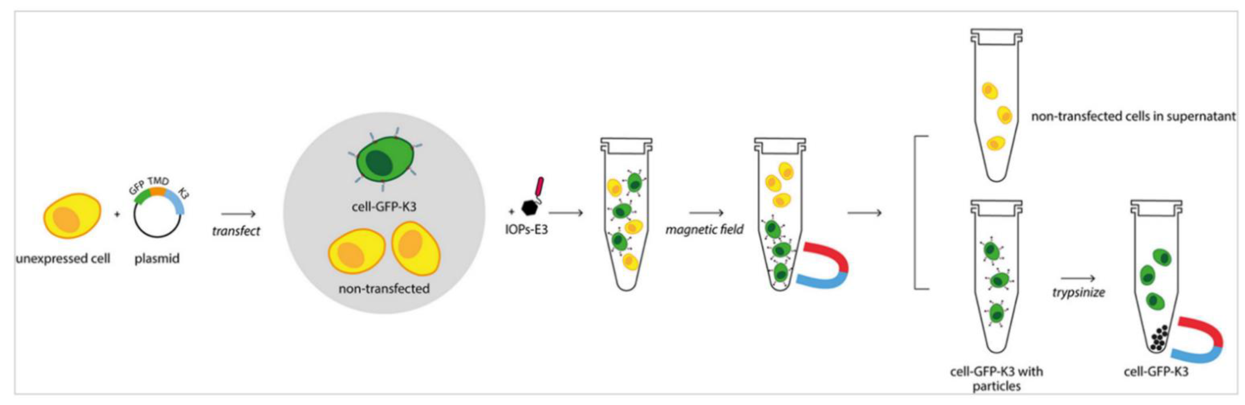 Magnetochemistry 08 00011 g007