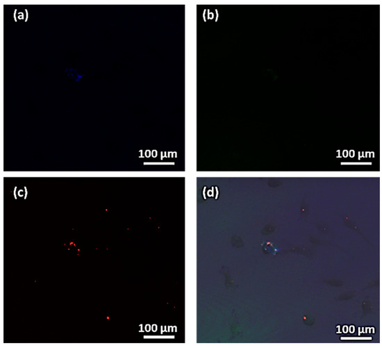 Fluorescent Single-Core and Multi-Core Nanoprobes as Cell
