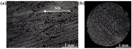 のいに―様 J Morita | Dental Supplies | TDSC.com