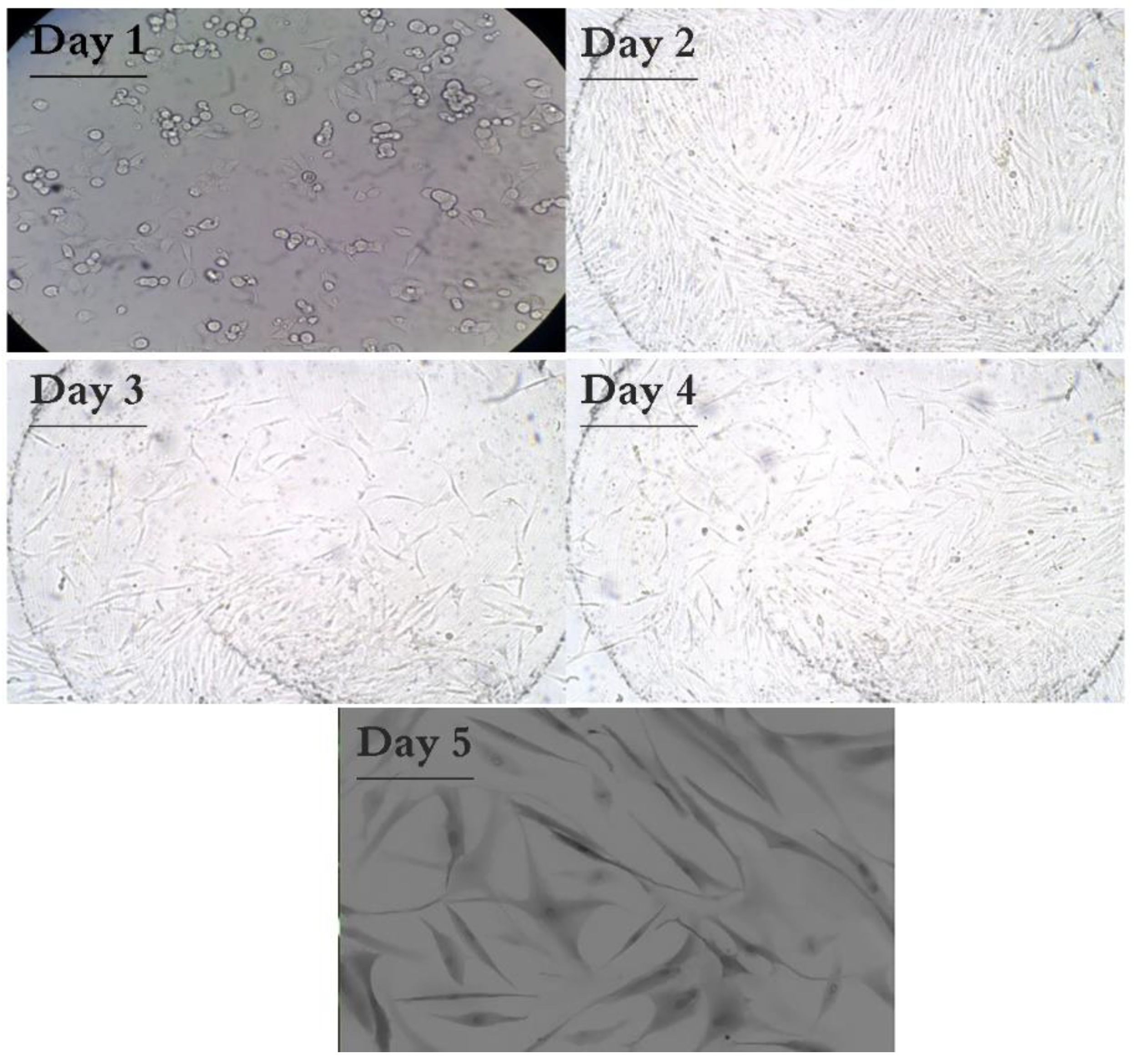 Magnetochemistry 09 00071 g004