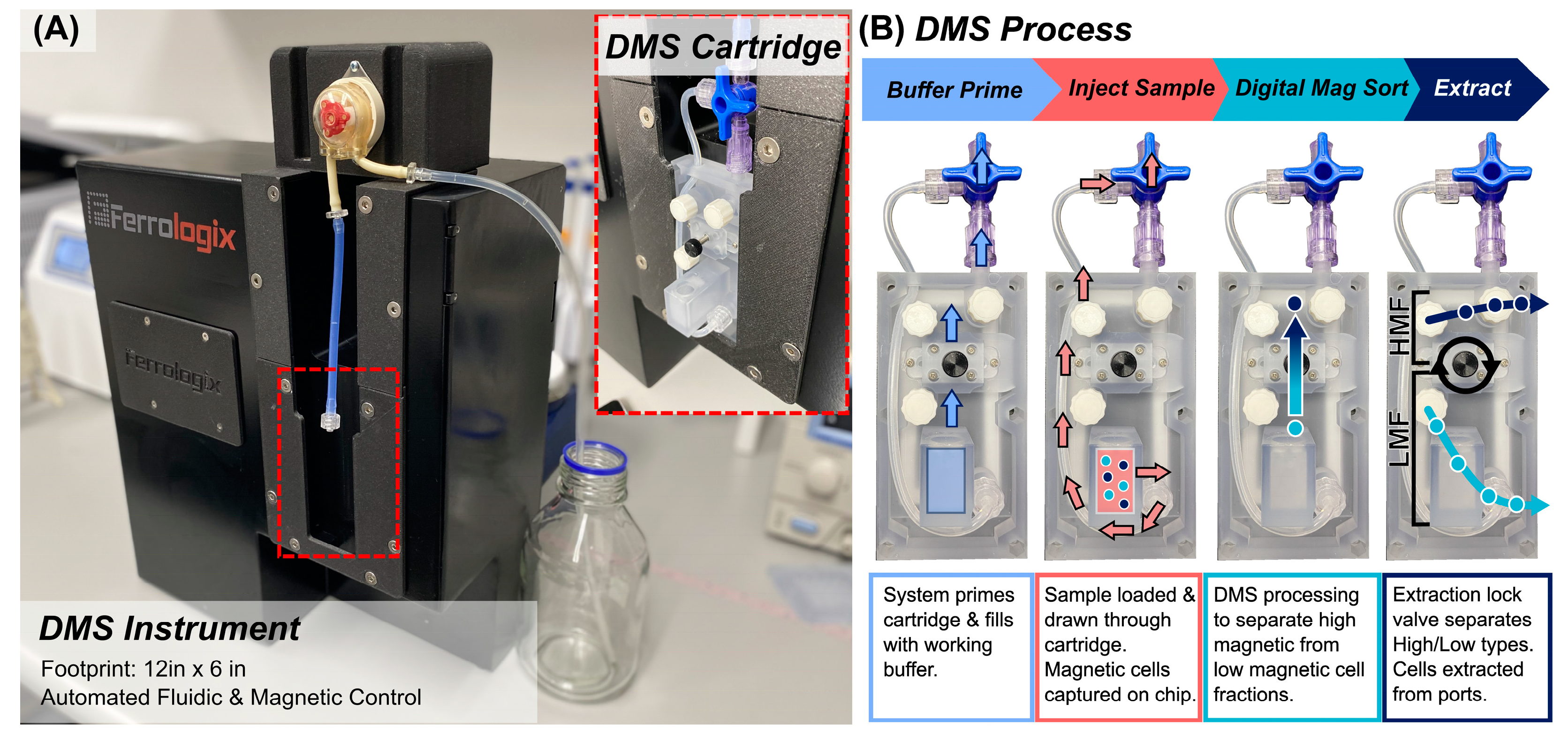 Digital Magnetic Sorting for Fractionating Cell Populations with 