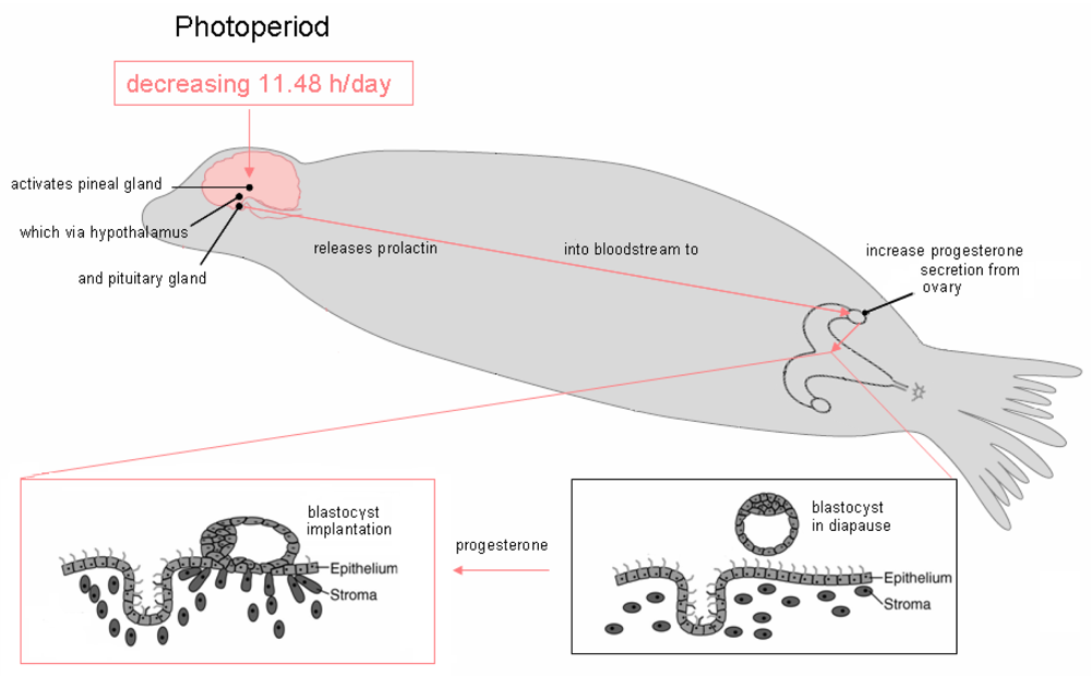 Marine Drugs | Free Full-Text | In Utero Domoic Acid Toxicity: A Fetal ...