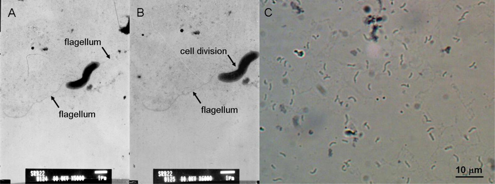 Marinedrugs 07 00341f1 1024