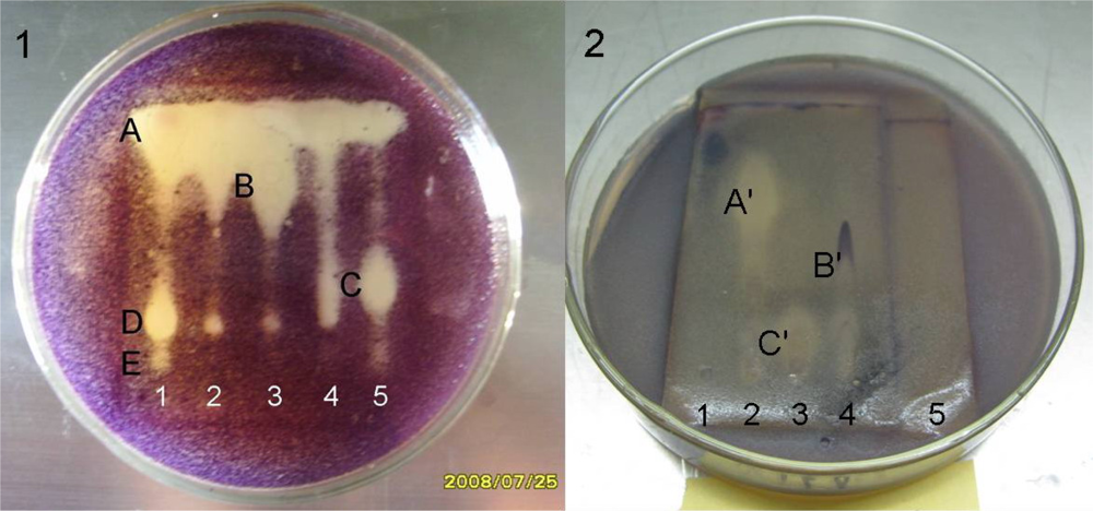 Marinedrugs 07 00341f3 1024