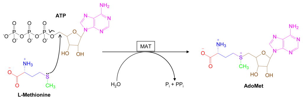 Marine-Derived Metabolites of S-Adenosylmethionine as