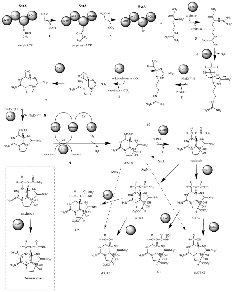 Marinedrugs 08 01650f8 1024