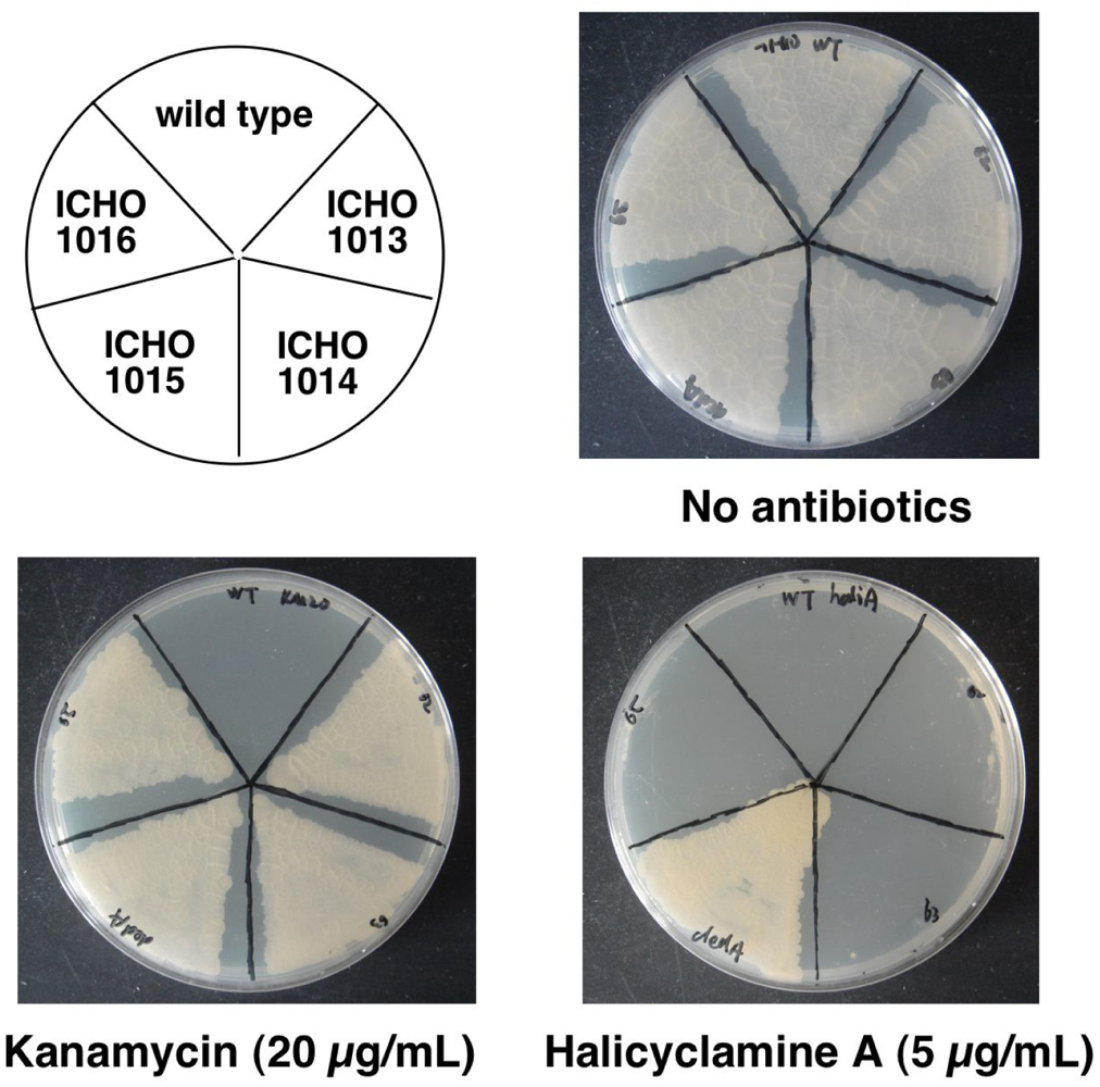 Marinedrugs 09 00984f5
