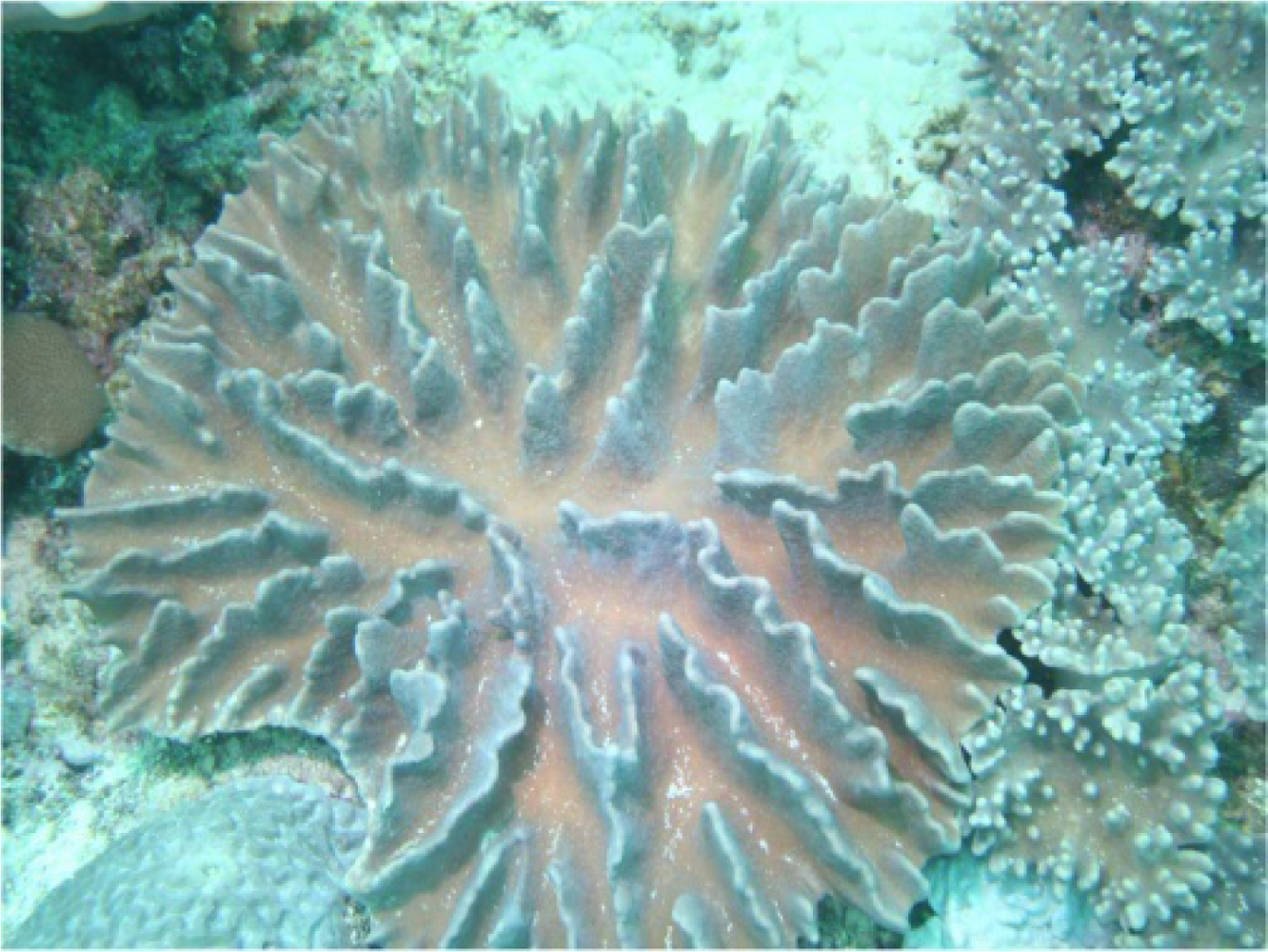 Marinedrugs 09 01307f1 1024