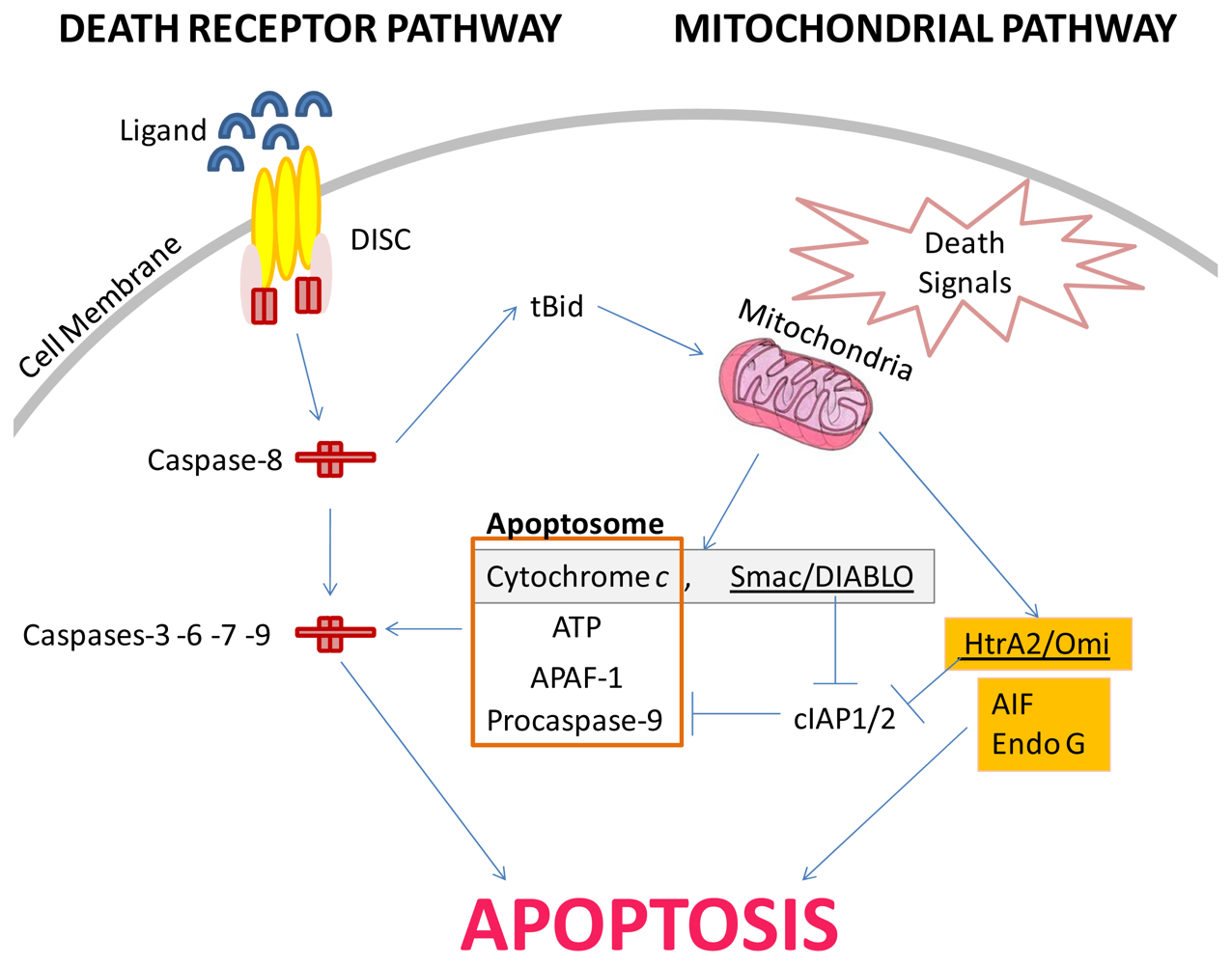 Marinedrugs 09 01580f1