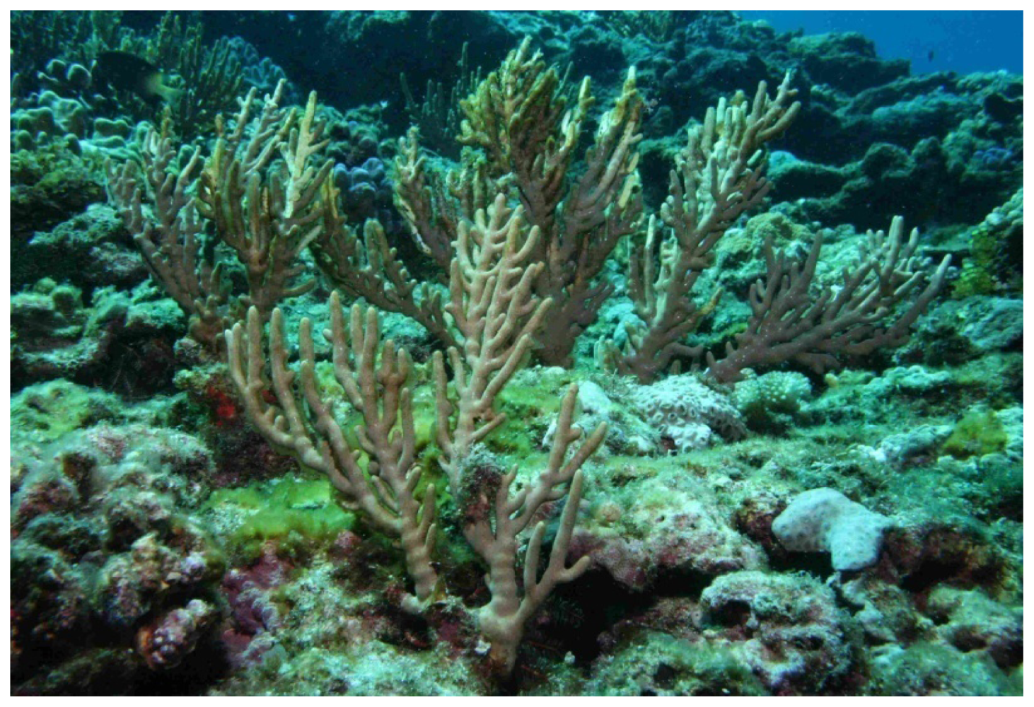 Marinedrugs 09 01829f1