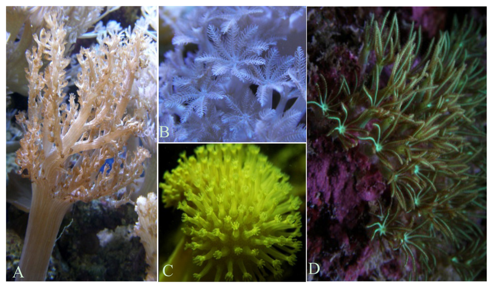 sponges and some cnidarians do not move from place to place