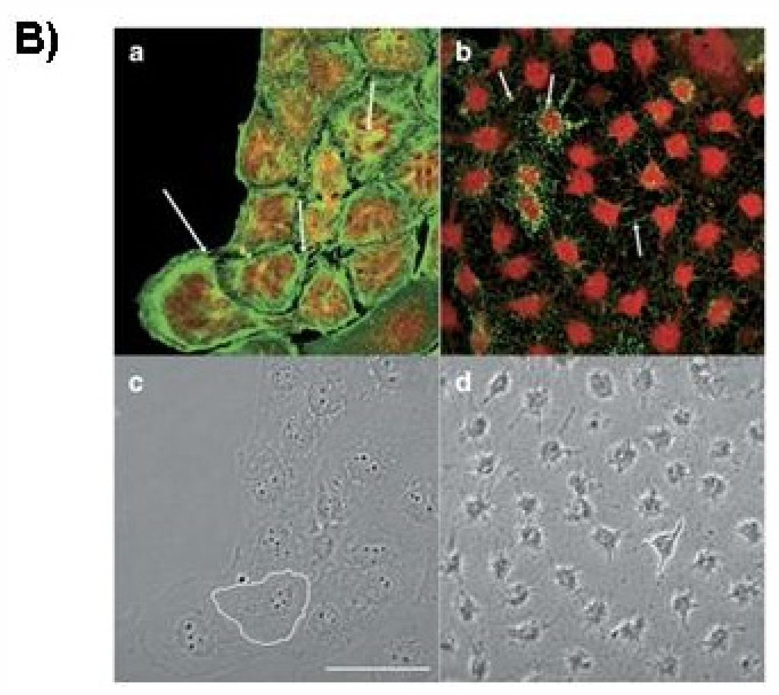 Marinedrugs 09 02176f1b 1024