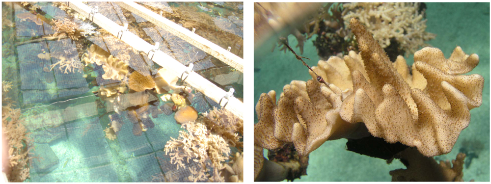 Marinedrugs 09 02526 g001