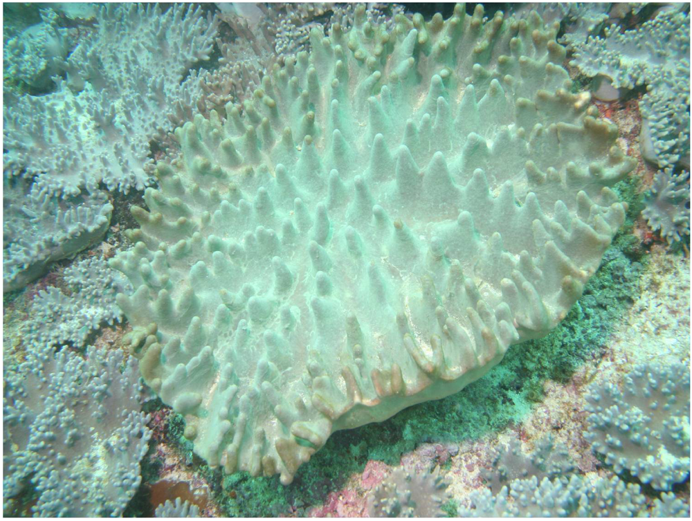 Marinedrugs 09 02705 g001