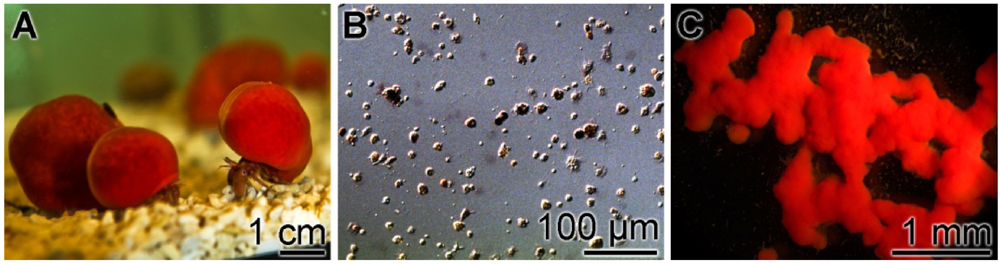 Marinedrugs 10 00177 g001